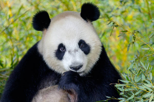 Reuzenpanda knabbelt op stukje Bamboe