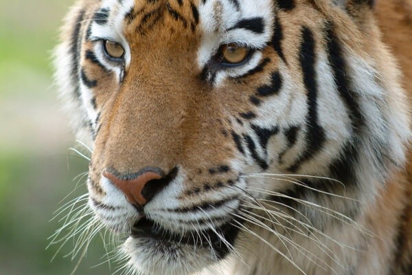 Close-up tijger