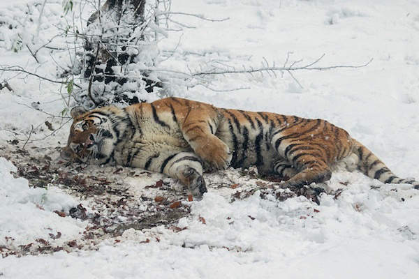 Tijger ligt in de sneeuw bij Ouwehands Dierenpark