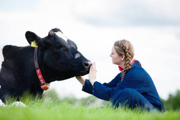 Koe knuffelen Noord Empe: Een unieke beleving