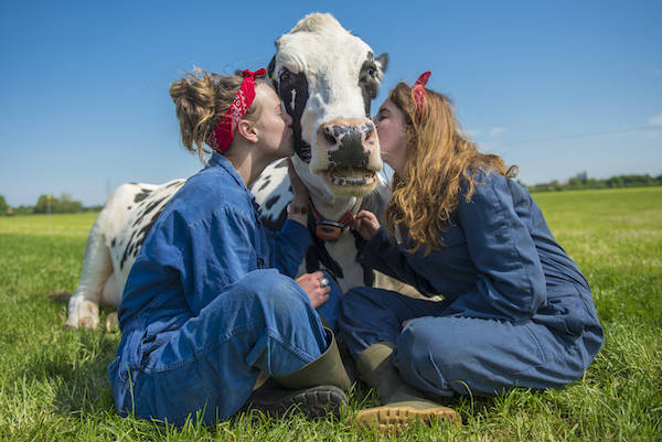 Koe knuffelen Noord Empe: Kusje voor de koe