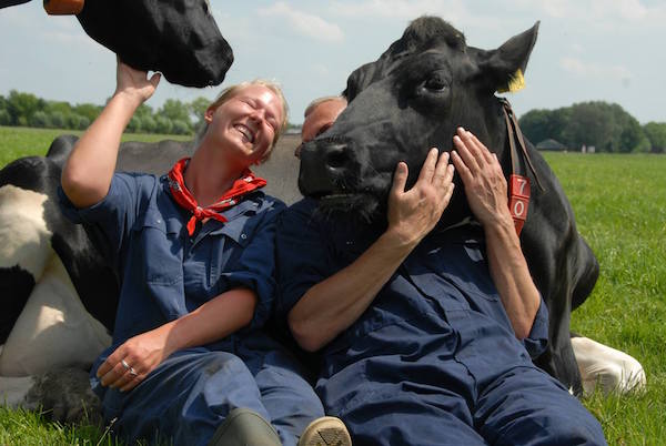 toren diefstal Beknopt Koe knuffelen voor ontspanning en tegen de stress - Fijnuit.nl