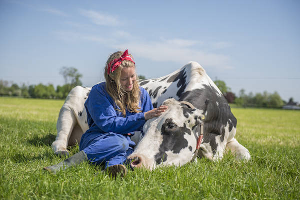 Heerlijk koeknuffelen met een enorme koe van 700kg