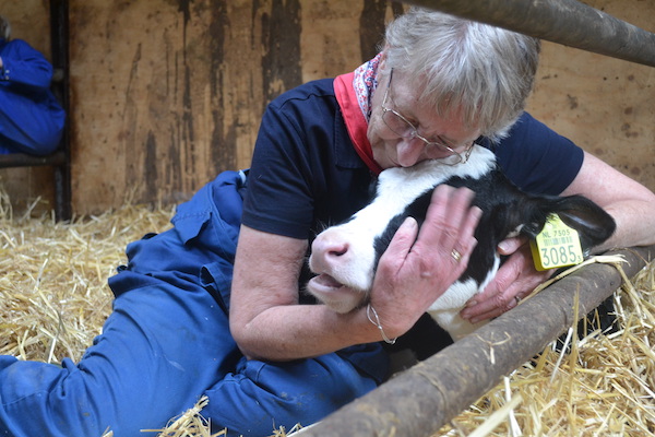 Koeknuffelen bij boerderij Noord Empe is leuk voor jong en oud