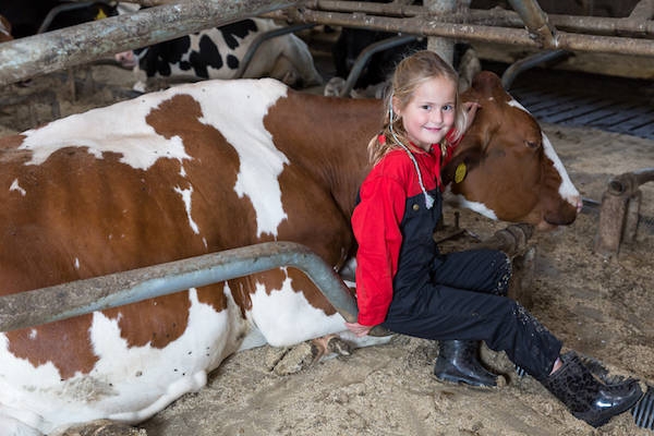 Ook kinderen vinden het prachtig om te koe knuffelen