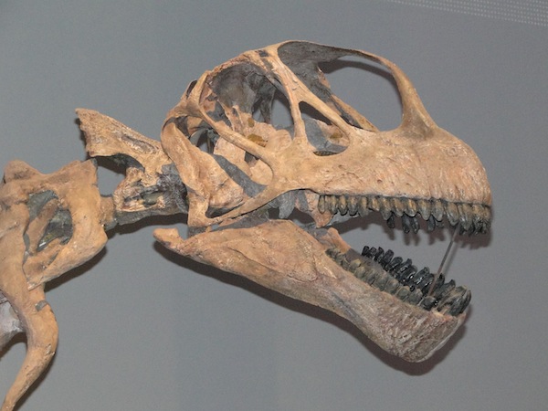 Kop van een camarasaurus