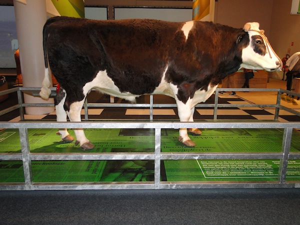 Stier Herman bij Naturalis Leiden