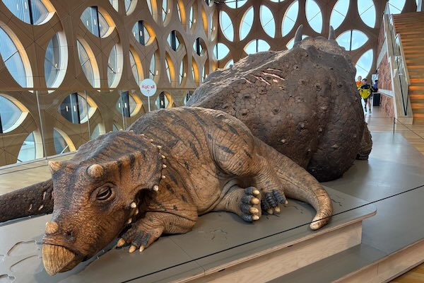 Jonge Triceratops