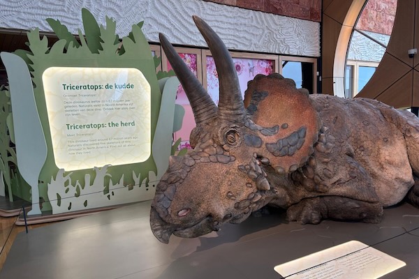 Naturalis Biodiversity Center: Een slapende Triceratops