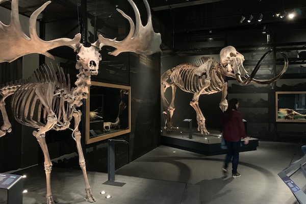 Naturalis Mammoet en reuzenhert