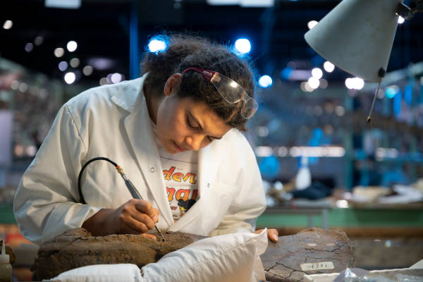 Preparen van fossiele triceratopsbotten in het dinolab