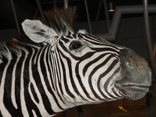 Zebra