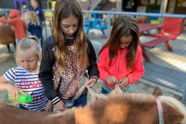 Poets en verzorg een pony