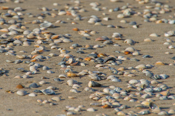 Zeldzame schelpen zoeken op het strand van Noordwijk