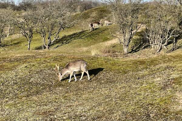Spot de hertjes in het wild