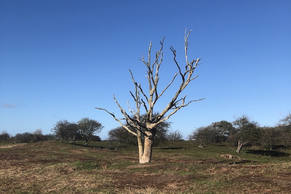 kale eenzame herfstboom