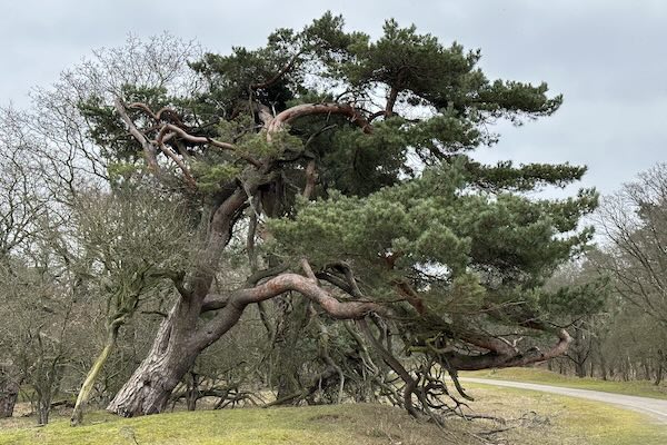 Bewonder de mooie natuur in het bos van Amsterdam