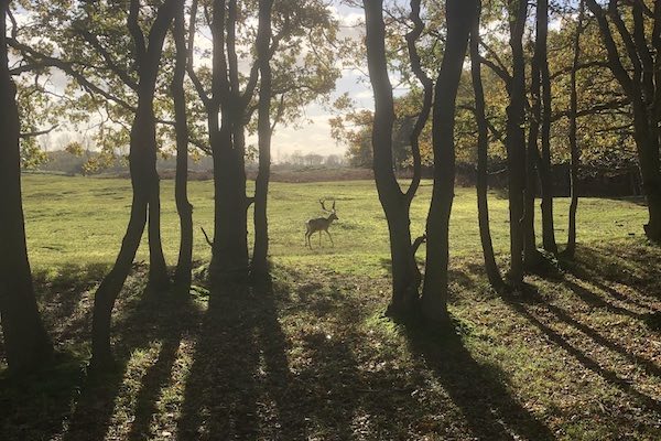 Hert door de bomen