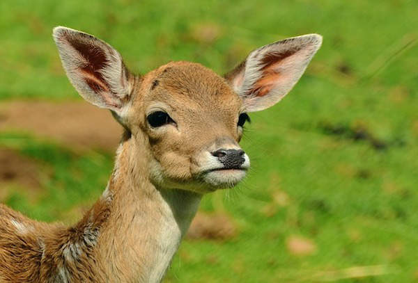 Amsterdamse waterleidingduinen in Vogelenzang