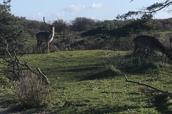 Elegante herten in het wild