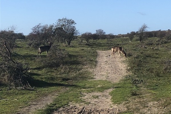 Herten op de natuurweg