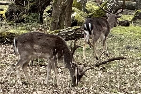 Wellicht ben jij een van de gelukkigen die herten in het wild spot