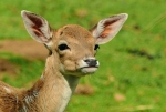 Afbeelding van Amsterdamse waterleidingduinen