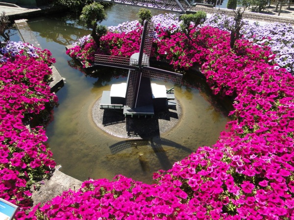 Molen omringd met mooie bloemen