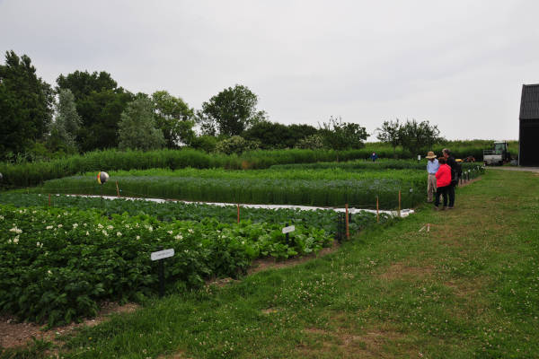 Aardappelen in het veld