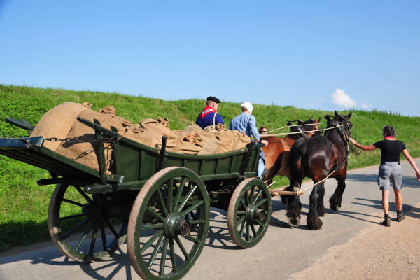 Paarden met kar