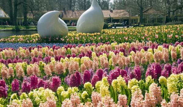 In de Keukenhof zie je de mooiste flora. Van rozen tot Orchideeën