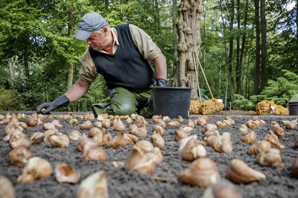 Keukenhof Bloembollen planten