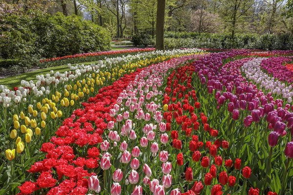 keukenhof een wereld vol met bloemen