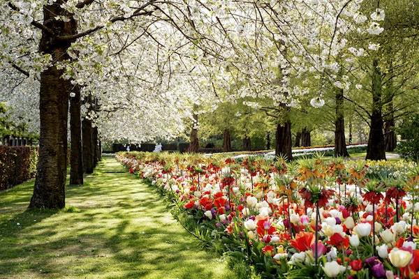 Keukenhof in bloei