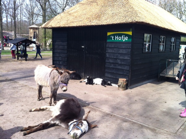 Kinderen kunnen genieten van de Kinderboerderij en meer leuke activiteiten