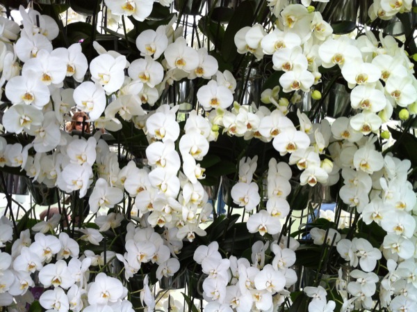 Witte Orchideeën regen