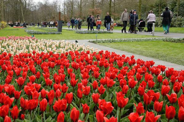 Mooie rode tulpen