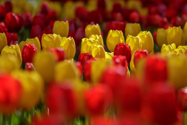 Prachtige rode en gele tulpen