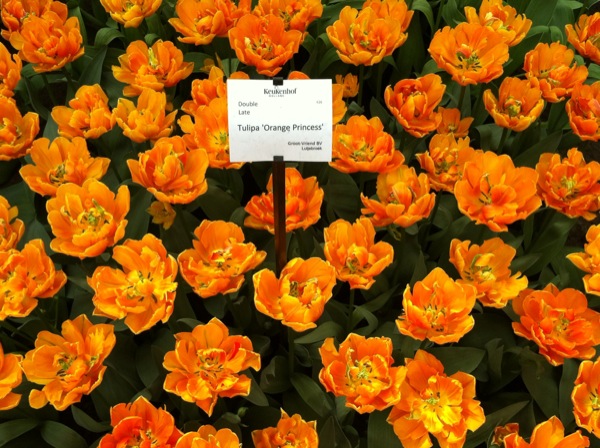 De prachtige Tulipa Orange in de Keukenhof