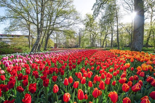 Tulpen in de morgenzon
