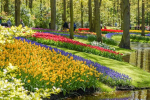 Afbeelding van Keukenhof