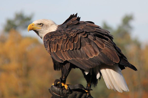 Roofvogeldemonstratie