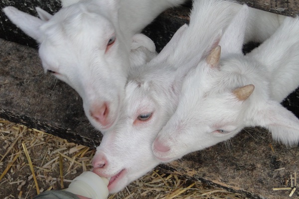 De lammetjes krijgen melk