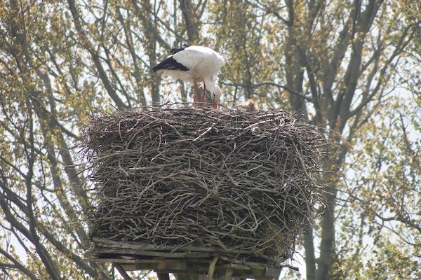 Ooievaar staat op haar grote mooie nest