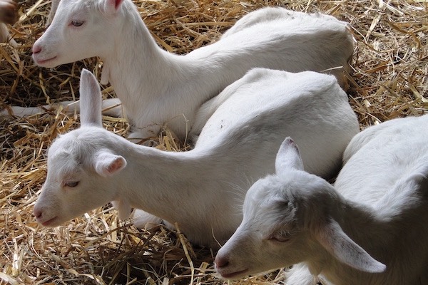 De lammetjes liggen lief naast elkaar