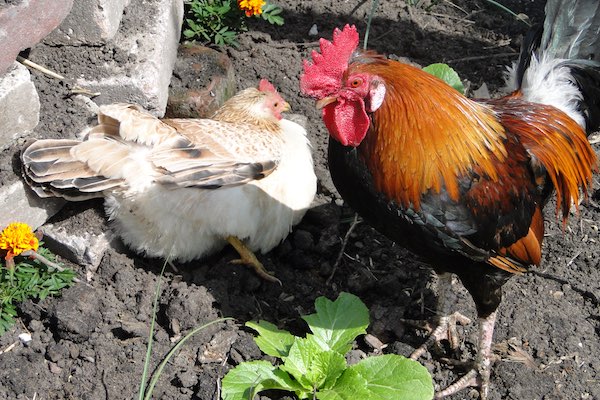 Boerderij Het Geertje: De kippen zijn met elkaar