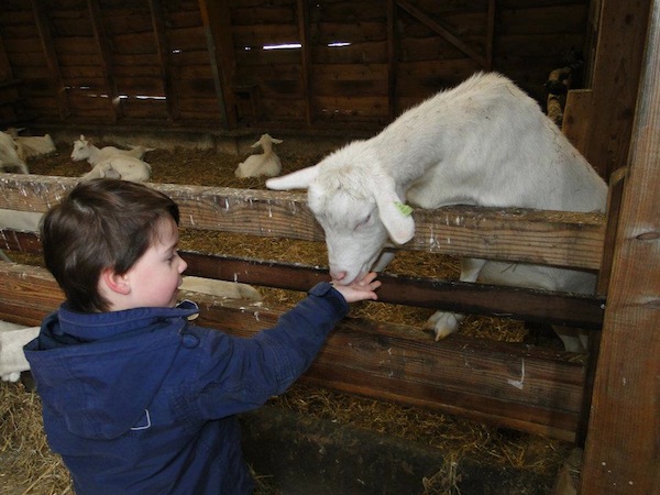 Boerderij het Geertje geitjes