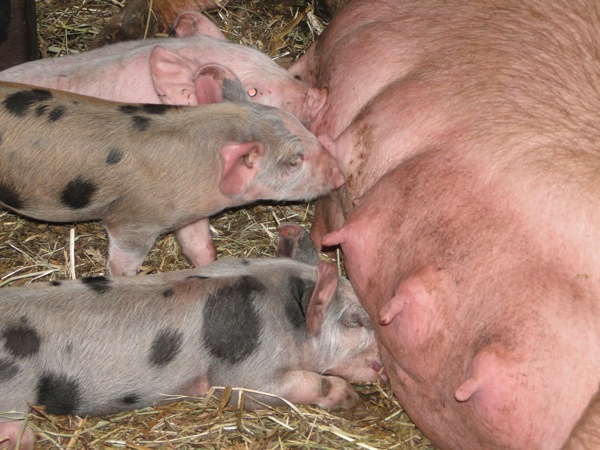 Boerderij Het Geertje: Biggetjes drinken bij mama