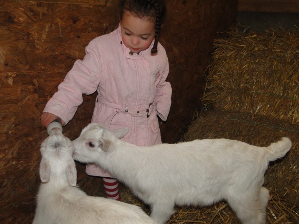 Zelf de lammetjes een flesje geven