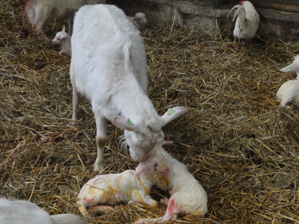 Moeder verzorg net geboren lammetjes